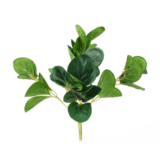 Peperomia