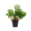 Palm