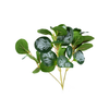 Peperomia