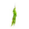 Ferns