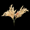 Astilbe Bunch
