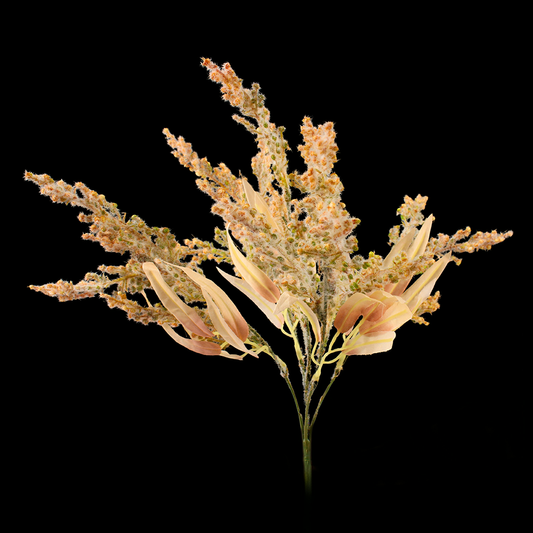 Astilbe Bunch