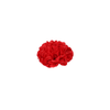 P Pom Garland