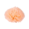 Flower Decor
