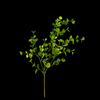 Artificial Leaves