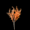 Color Bush