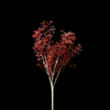 Color Bush