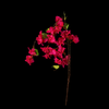 Bougainvilla