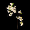 Bougainvilla