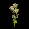 Wild Flower
