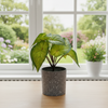 Arrowhead Pot