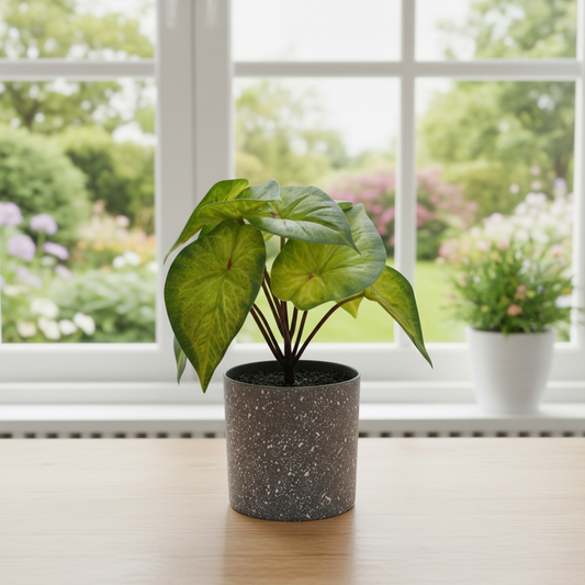 Arrowhead Pot