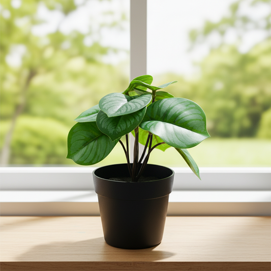 Peperomia Pot